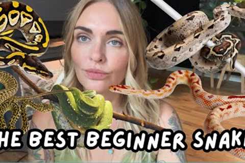 Best Snakes for Beginners &amp; New Keepers