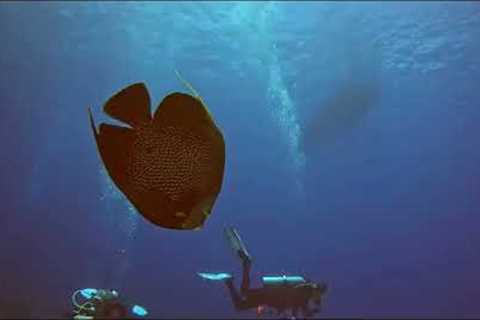 Cozumel Scuba Diving Trip
