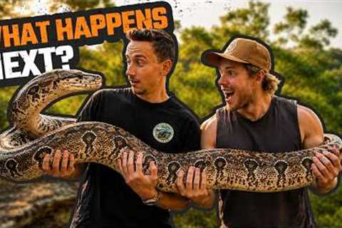 We Caught an ILLEGAL BOA CONSTRICTOR | Australia’s BLACK MARKET ANIMAL Trade