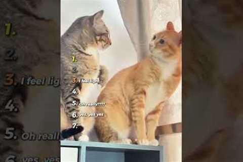 Best Cats being hilarious ( Try not to laugh ) 🤣😸
