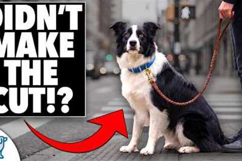 If You Could ONLY Teach Your Dog 5 Skills… These Are It