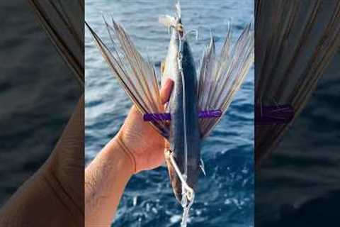 Using FLYING Fish as Bait #fishing #shorts