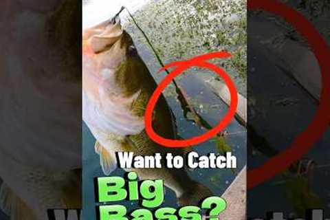 Fishing Tips for Beginners - Rigging a Live Worm for Giant Bass #fishing #fishingvideo