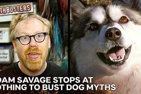 Is It Impossible To Teach An Old Dog New Tricks? | MythBusters