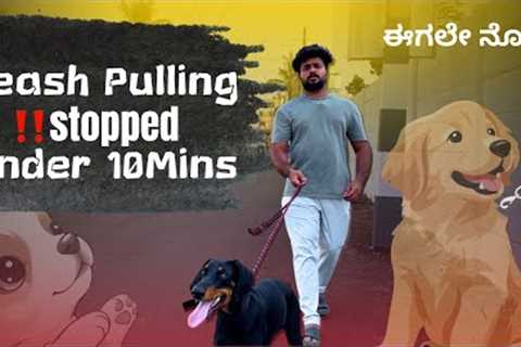     How To Stop Your Dog From Pulling on Leash FAST!