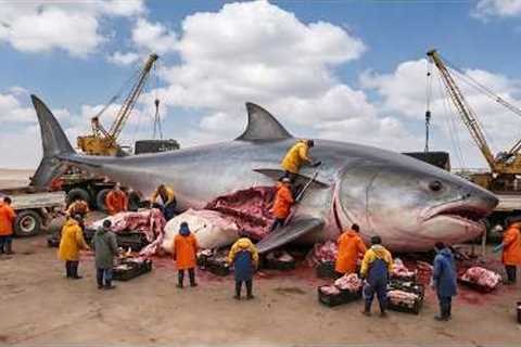 Hunting 7000Kg Tuna Ocean 💥 Inside A $600 Million Commercial Fishing Empire