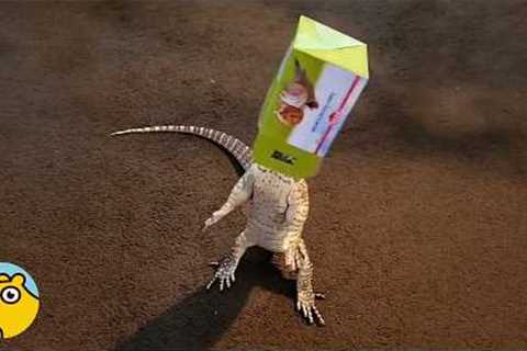 Clumsy Lizard Makes His Human Love Him Even More