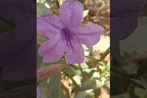 petunia flower | purple colour petunia # grow petunia #flowers #petunia #garden #gardening #viral