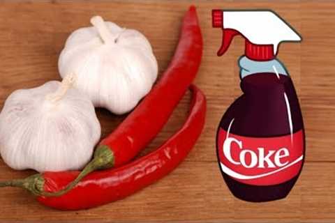 4 Homemade Organic Pesticide Every Gardener Must Know