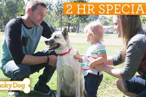 Lucky Dog Marathon | Turning Rescue Dogs Into Life-Changing Companions
