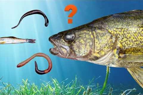 The TRUTH About Leeches, Minnows and Crawlers (These Live Baits Are NOT Created Equal!)