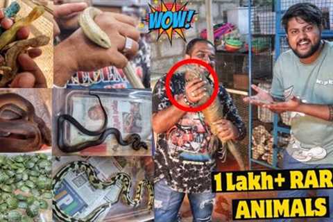 EXPLORING THE BIGGEST EXOTIC PETS COLLECTION WITH KING😱😍 - Iguana, Rare Snakes, Small Turtle Etc