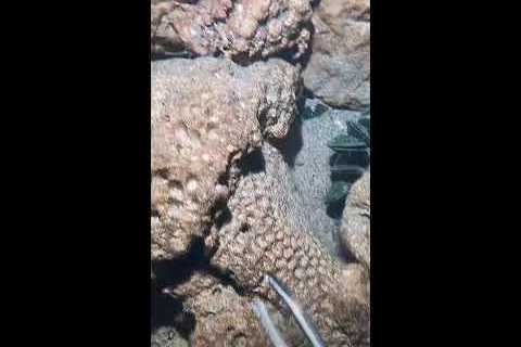 🔱 Spearfishing Live! Giant Fish Catching Underwater 🌊 2026-05-18