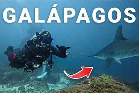 ESSENTIAL Scuba Tips Every Diver NEEDS for Galápagos