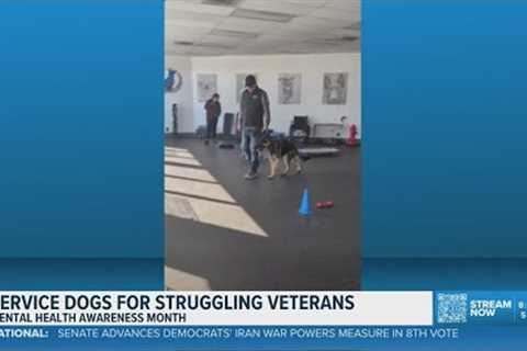 Training service dogs for veterans in Northeast Ohio: Dog Training Elite Greater Cleveland