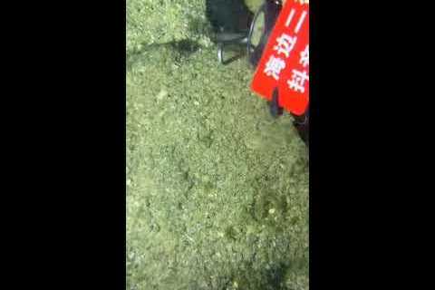🔱 Spearfishing Live! Giant Fish Catching Underwater 🌊 2026-05-20