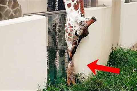 Animals That Are Secretly Best Friends You've Ever Seen...