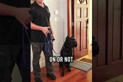 You MUST Master These 3 Things With Your Dog