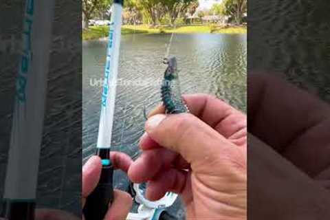How to sling shot cast. #fishingvideos #urbanfloridafishing #southfloridafishing #cooledit #fishing
