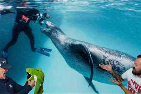 Divers React to Horrifying Leopard Seal Attack
