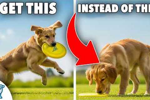 Teach Your Dog to Catch a Disc (Step-by-Step EASY Guide)