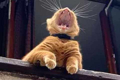 Get Ready to Cry LAUGHING with these CATS 🤣 Funny Cat Videos