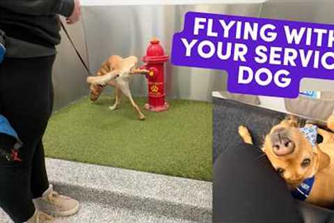 Service Dog's First Flight + NYC with Guide Dogs (real footage, pro tips!)