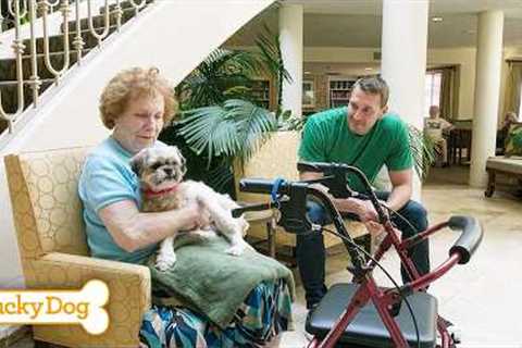 Lucky Dog Marathon | Rescue Dogs Find Their Happy Endings