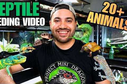 FEEDING MY PET REPTILES! LIZARDS, TURTLES, FROGS AND MORE + CRAZY TOKAY GECKO ATTACK!