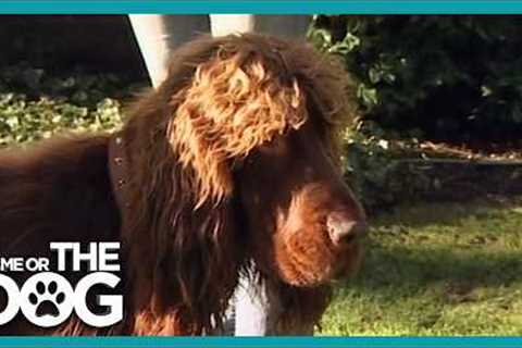 How to Stop Your Dog Pulling on the Lead - Heel Training Secrets! | It's Me or the Dog