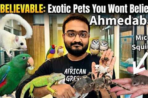 Exotic Pets Price in India 2026 | Sugar Glider, Micro Squirrel, Iguana, Tarentula, Parrot &amp;..