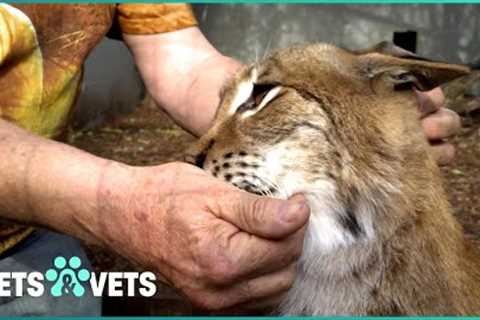 The Truth About Exotic Pets - Dangers, Rescues, and Conservation