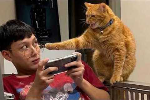 Cat Argued With Me Like a Teenager 🤣 Funny Cat Videos
