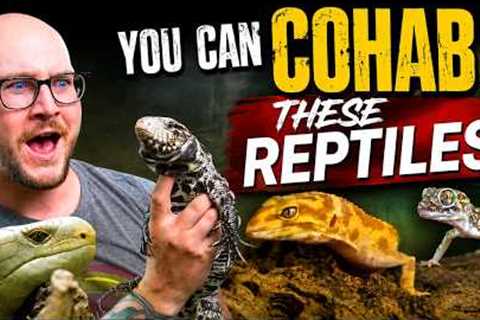 5 Reptiles You SHOULD Cohab and 5 You NEVER Can
