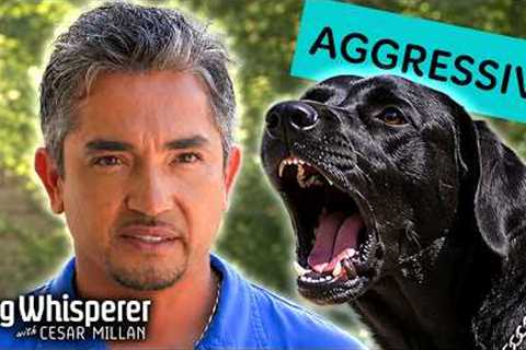 Aggressive Dog Overpowers Owners On Walks! | Dog Whisperer With Cesar Millan