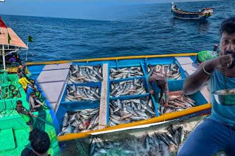 MASSIVE TUNA FISHING🤩 We Caught Massive Amount of Tuna fishes in Just 1Day | Lunch Tuna fish curry ..