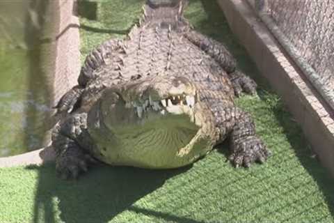 Valley sanctuary gives exotic pets a second chance