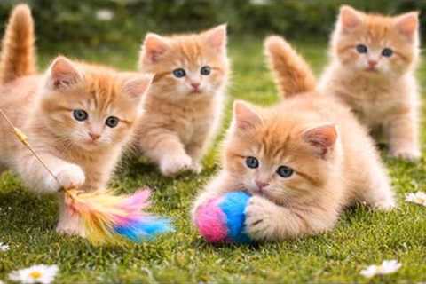 ✨😺 Funny Cat Videos with Cute Kittens Playing Outdoors | Cat Meow Sounds
