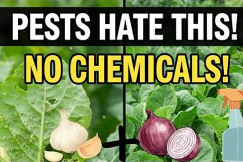 Stop Plant Pests Naturally! Garlic &amp; Onion DIY Spray (Easy Home Method)