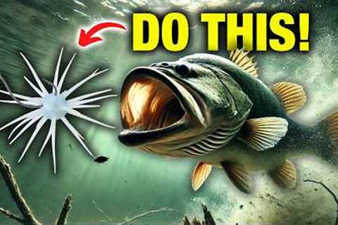 How Everyday Anglers Fish Coike Baits (NO FFS NEEDED!)