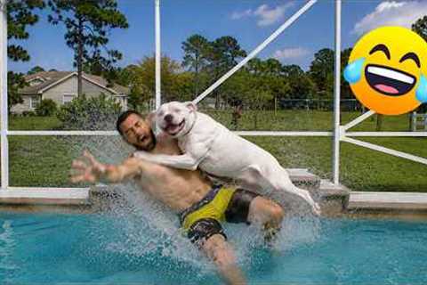 Funniest Animal Videos 2026 That Made Everyone Laugh 😂 Bets Funny Dogs and Cats Moments