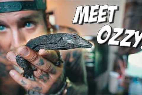 WE GOT A NEW BABY BLACK DRAGON! 😍