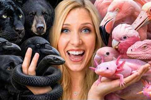 I Adopted Black vs Pink Animals!