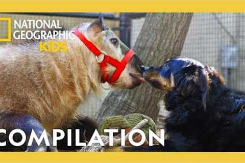 Unlikely Animal Friends🐷🐶 | Full Episode Compilation | @natgeokids