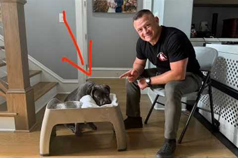 How to Train Dog to Wipe Their Mouth - No More Water Drool Mess!