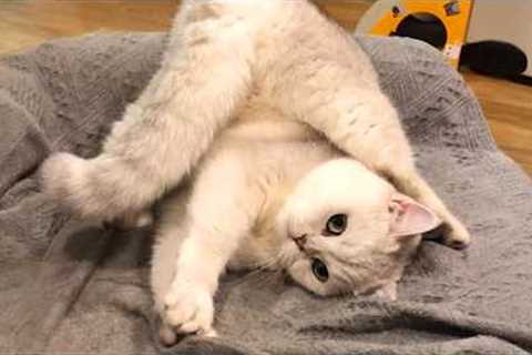 Get Ready to Die LAUGHING at These CATS 🤣 TOP Funny Cat Videos