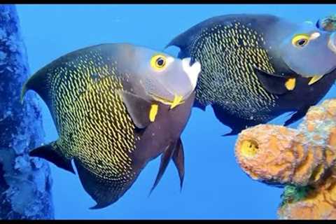 Best of Bonaire Scuba Diving