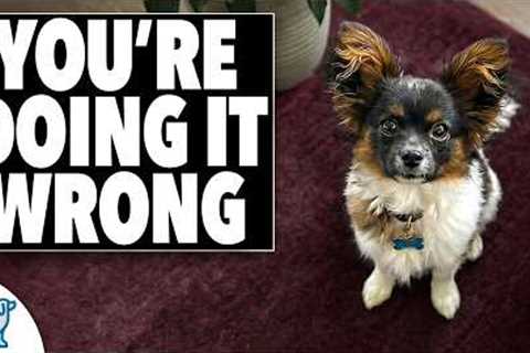 STOP Training Your Small Dog Like a Big Dog