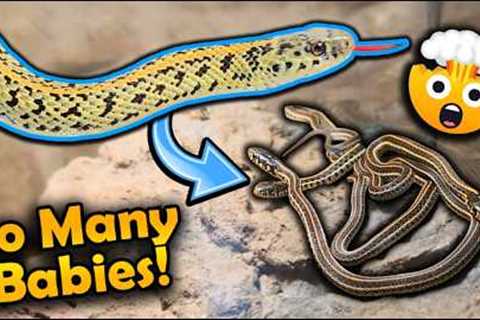 Our Golden Garter Snake Had 30 Babies!