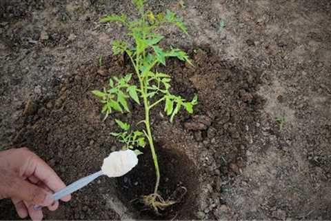 Never plant tomatoes without this. For large fruits and more tomatoes, follow this